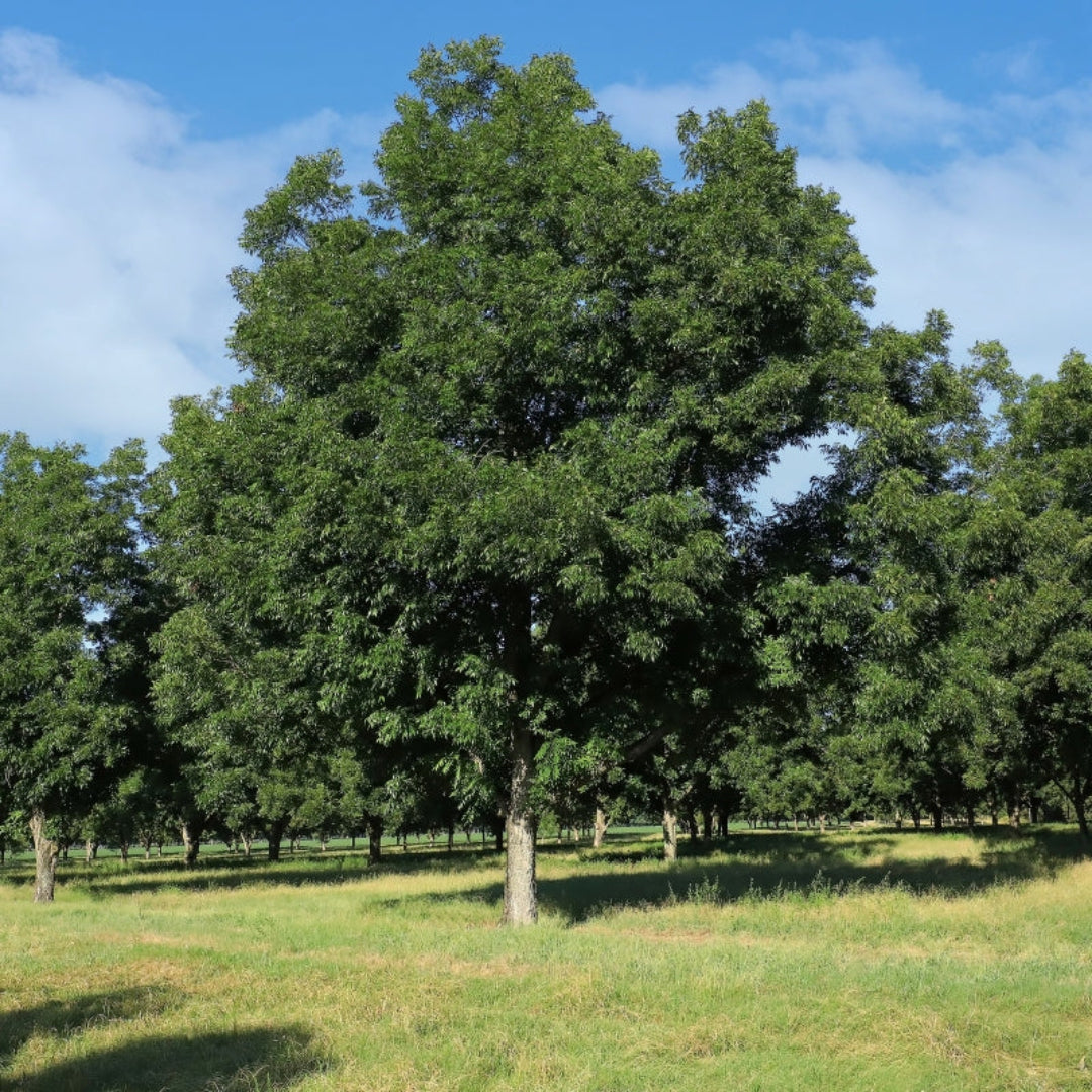 Hardy Pecan Tree