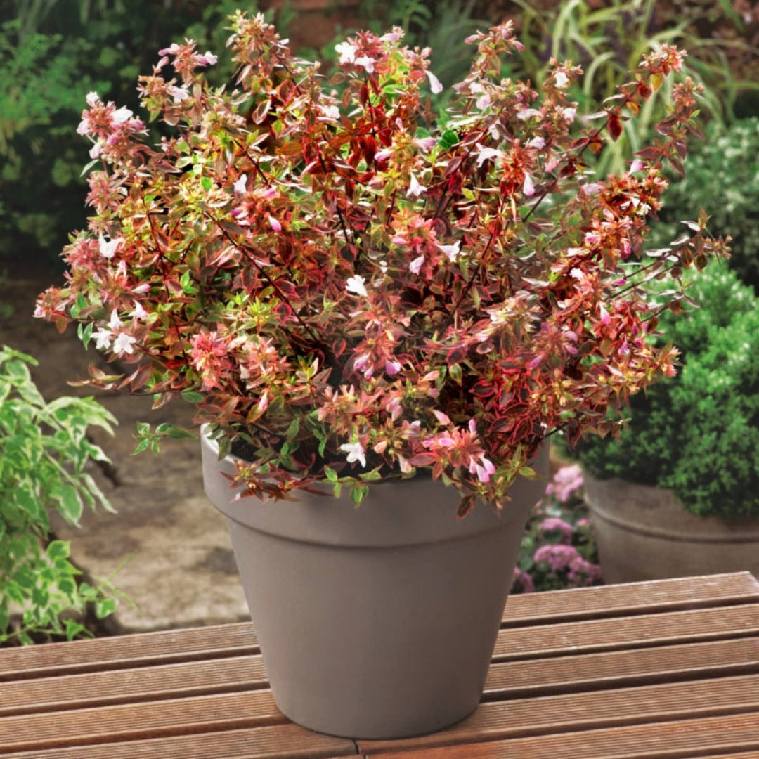 Peach Perfection Abelia