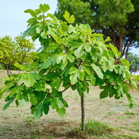 Ripening figs ready for picking from Celeste Fig Tree