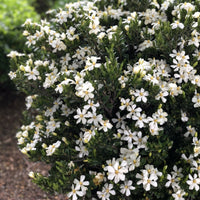 Daisy Gardenia plant with glossy evergreen leaves and fragrant white blooms growing outdoors