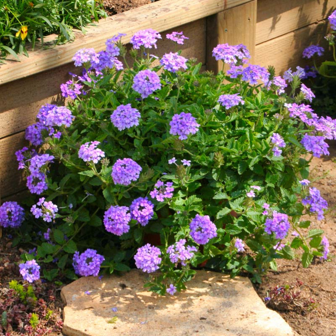 Verbena &