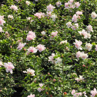 Fiji Hibiscus