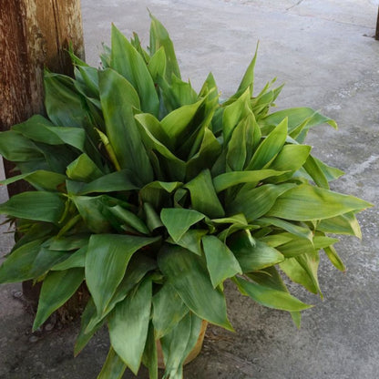 Aspidistra elatior Cast Iron Plant – Low Light Indoor Evergreen Plant