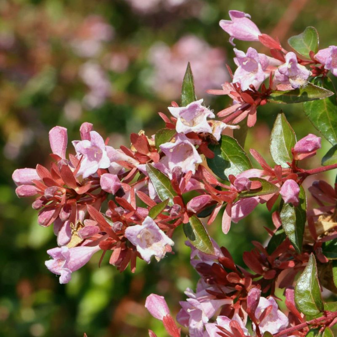 Abelia &
