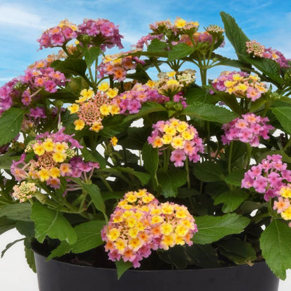 Hot Pink Little Lucky Lantana