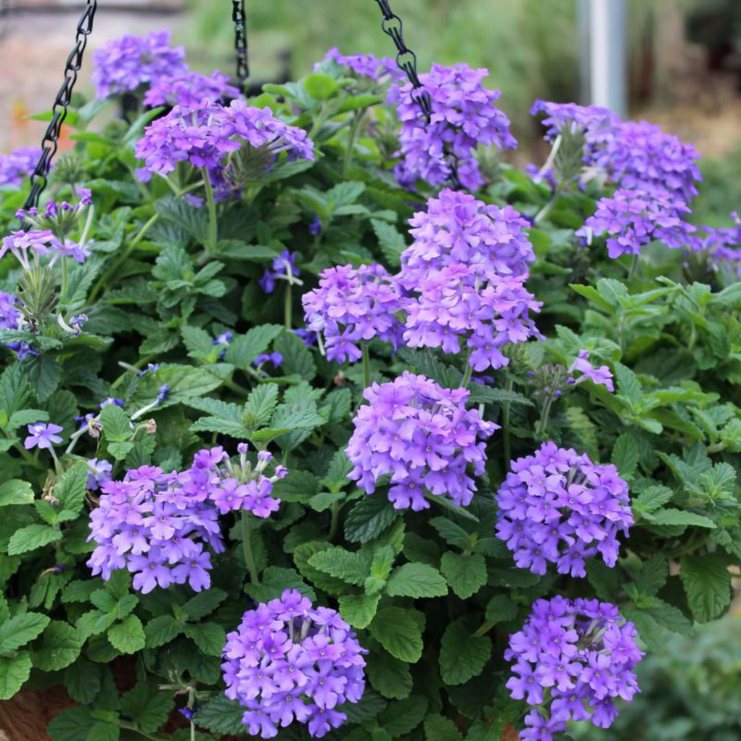 Verbena &