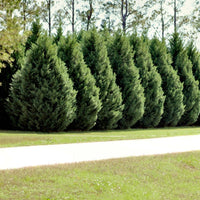 Fresh liners with healthy green growth