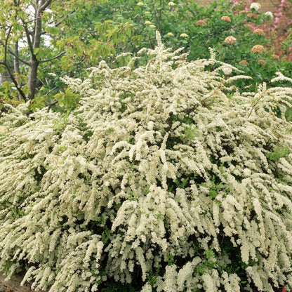 Mature Spiraea Vanhouttei shrub with dense foliage