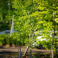 Sky Tower Ginkgo Tree