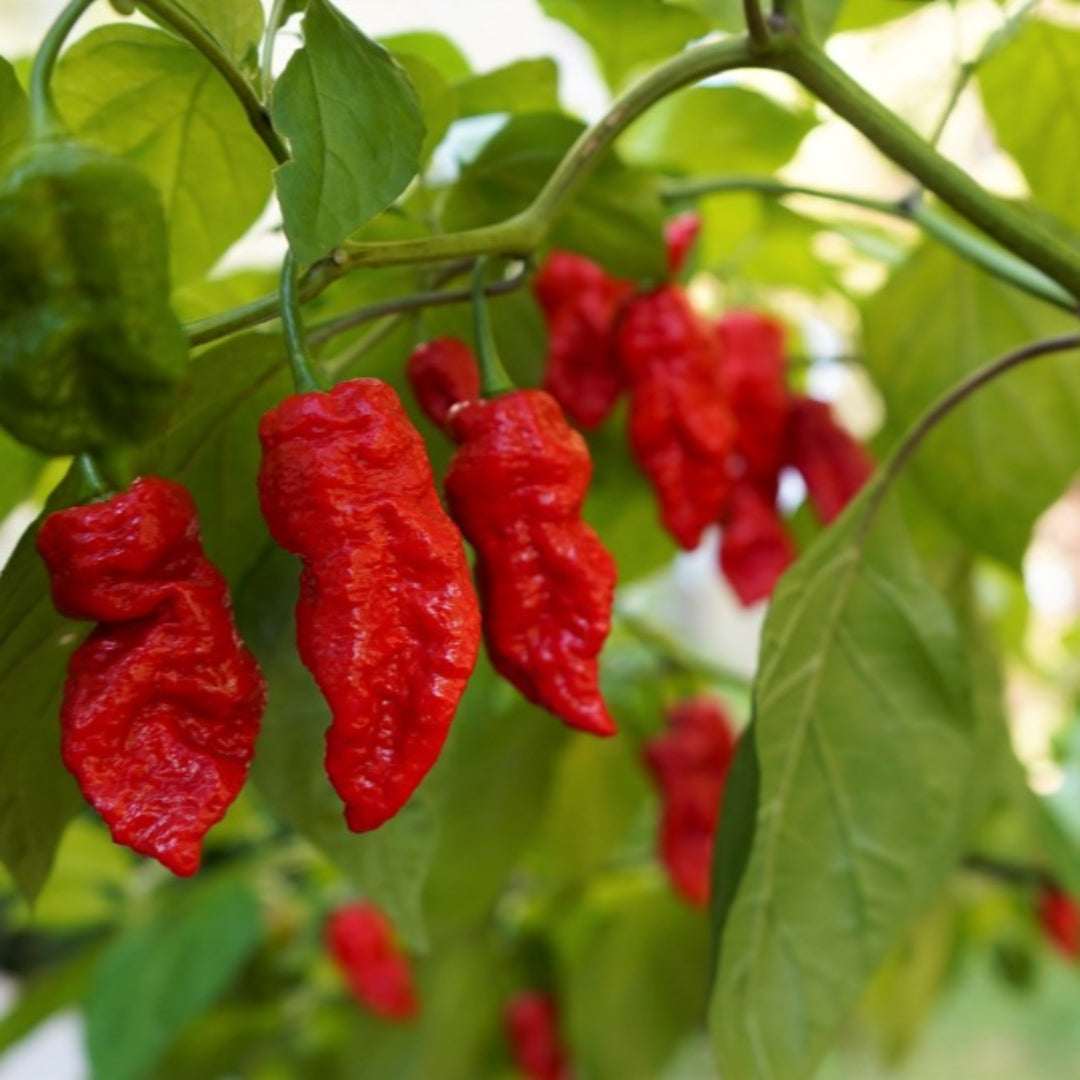 Ghost Pepper Plant , Hottest Chili Pepper