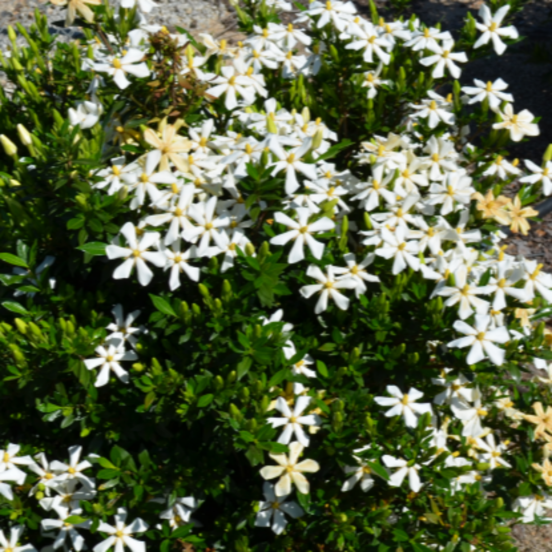 Echo Swan Maiden Gardenia