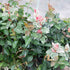 Asiatic Jasmine groundcover planting guide image
