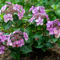 Endless Summer Pop Star Hydrangea care guide showing compact blue flowering shrub