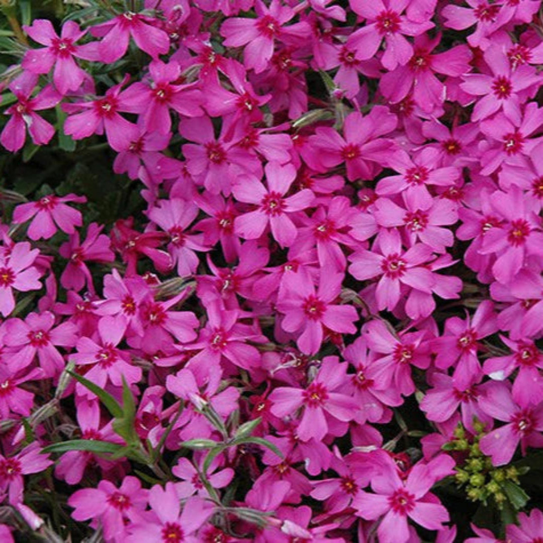Red Wings Creeping Phlox Subulata