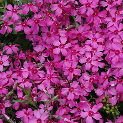 Red Wings Creeping Phlox Subulata