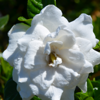 Swan Queen Gardenia