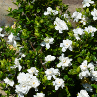 Swan Queen Gardenia