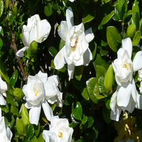 Swan Queen Gardenia