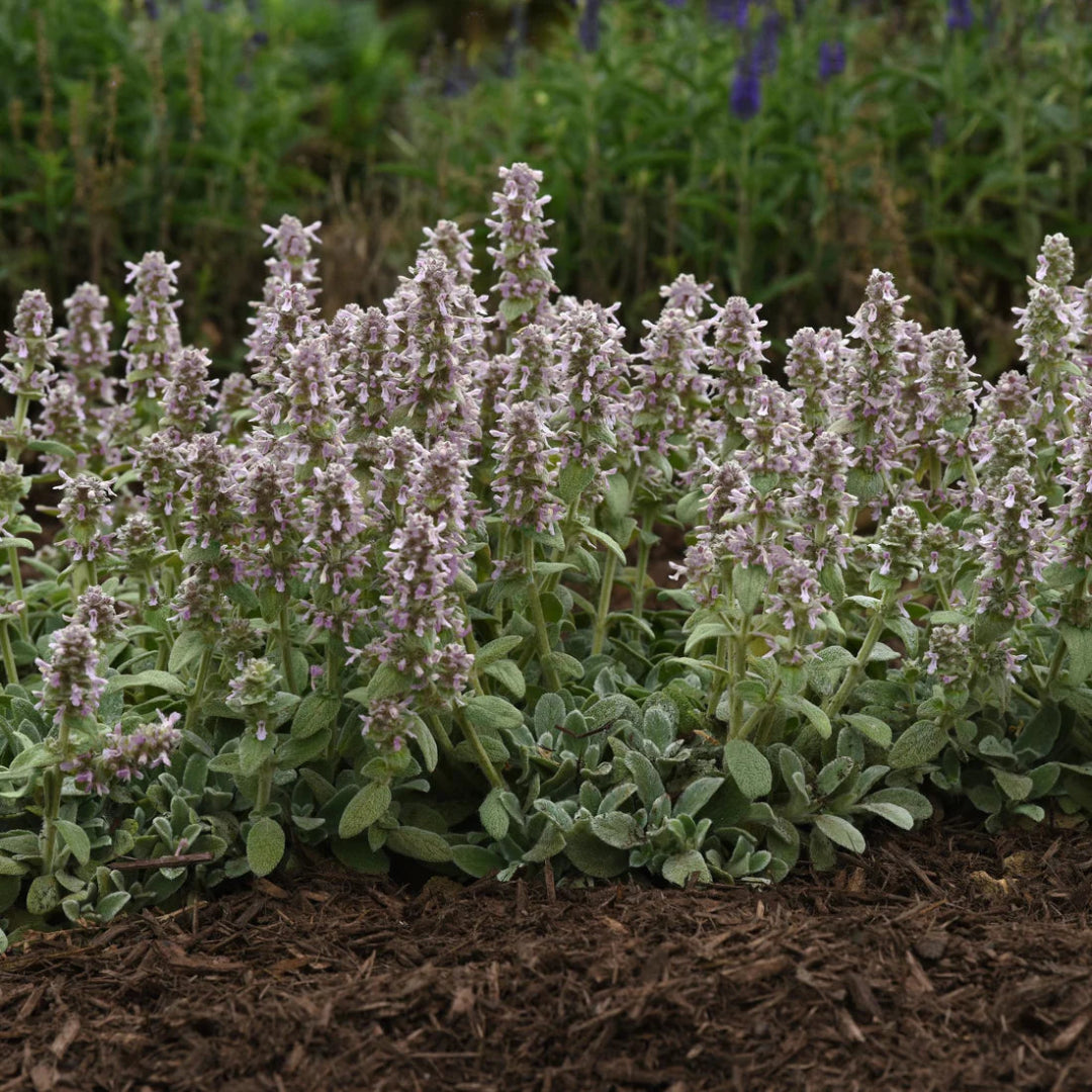 Stachys byzantina &