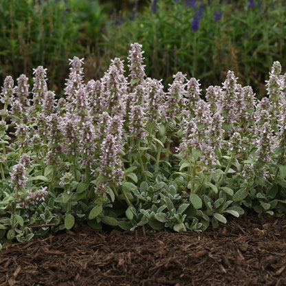 Stachys byzantina &