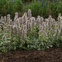 Stachys byzantina 'Little Lamb' Lambs Ears