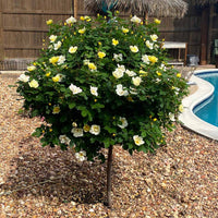 Single trunk Sunny Knockout Rose growing upright outdoors