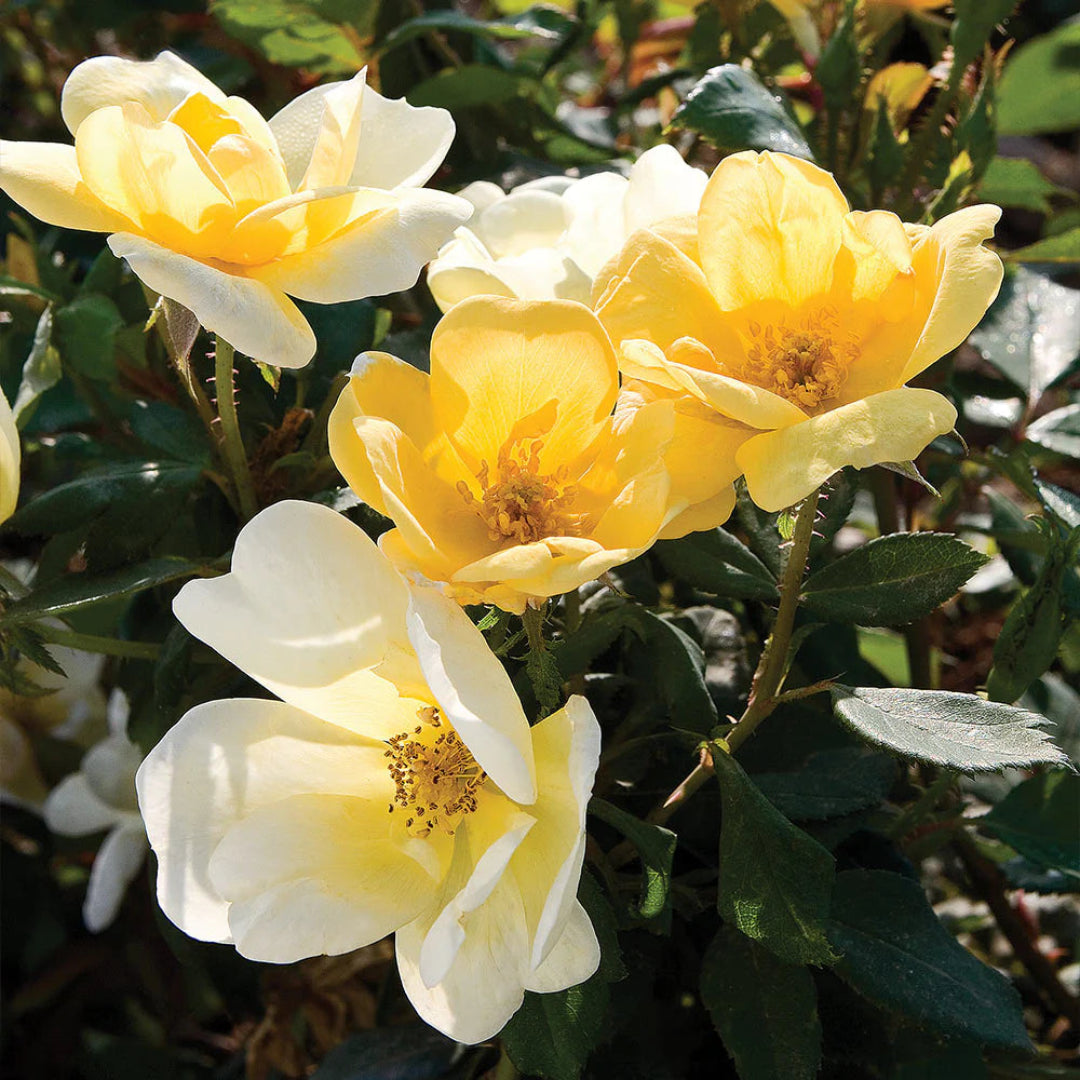Sunny Knockout Rose