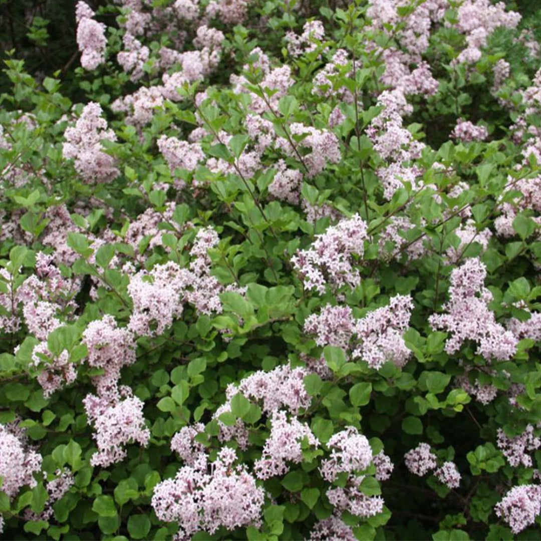 Palibin Lilac