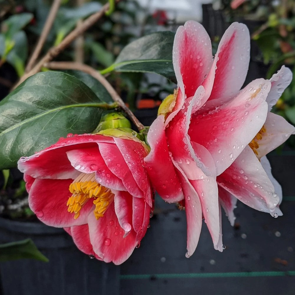 Camellia Sadaharu Oh