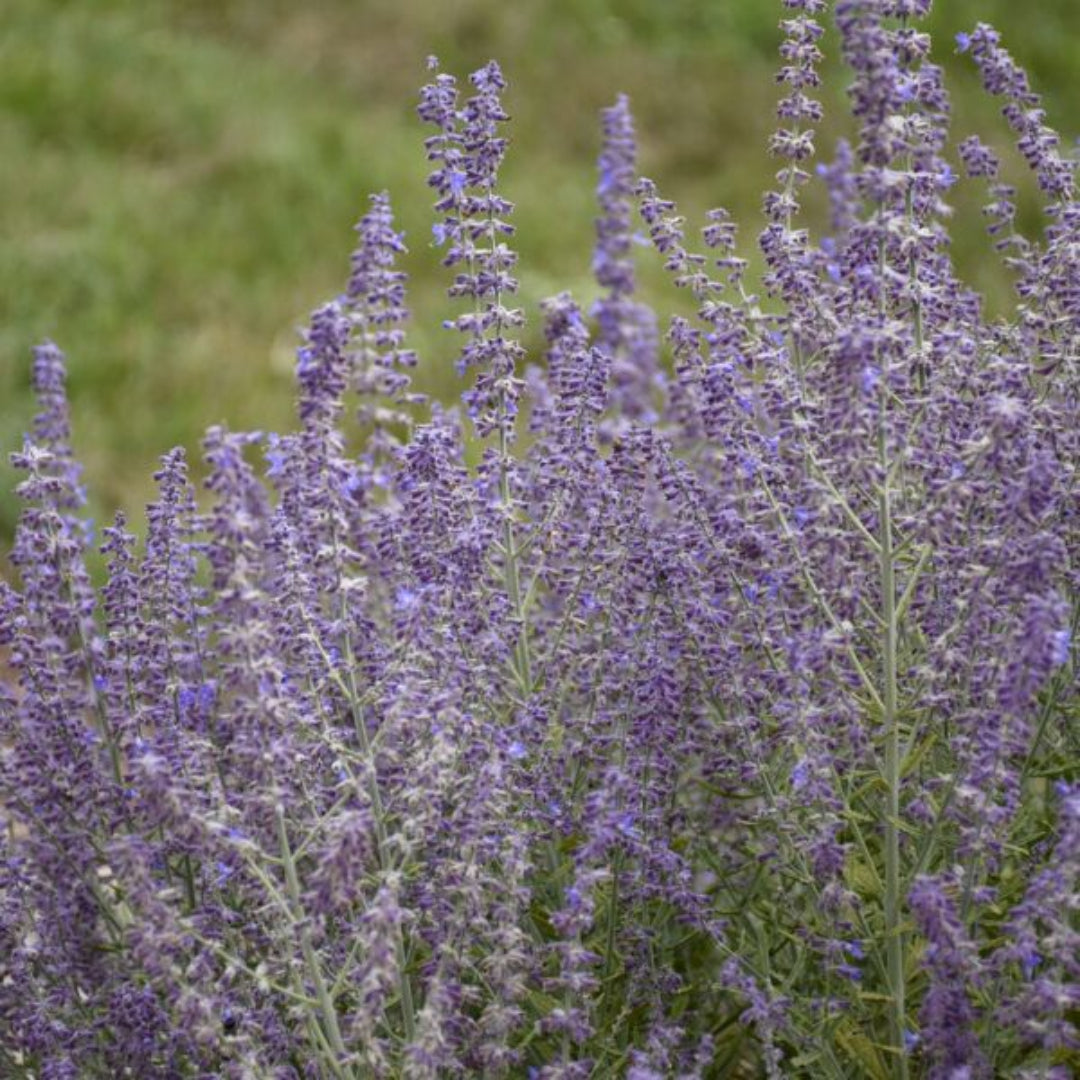 Perovskia atriplicifolia &
