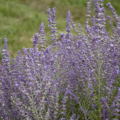 Perovskia atriplicifolia &