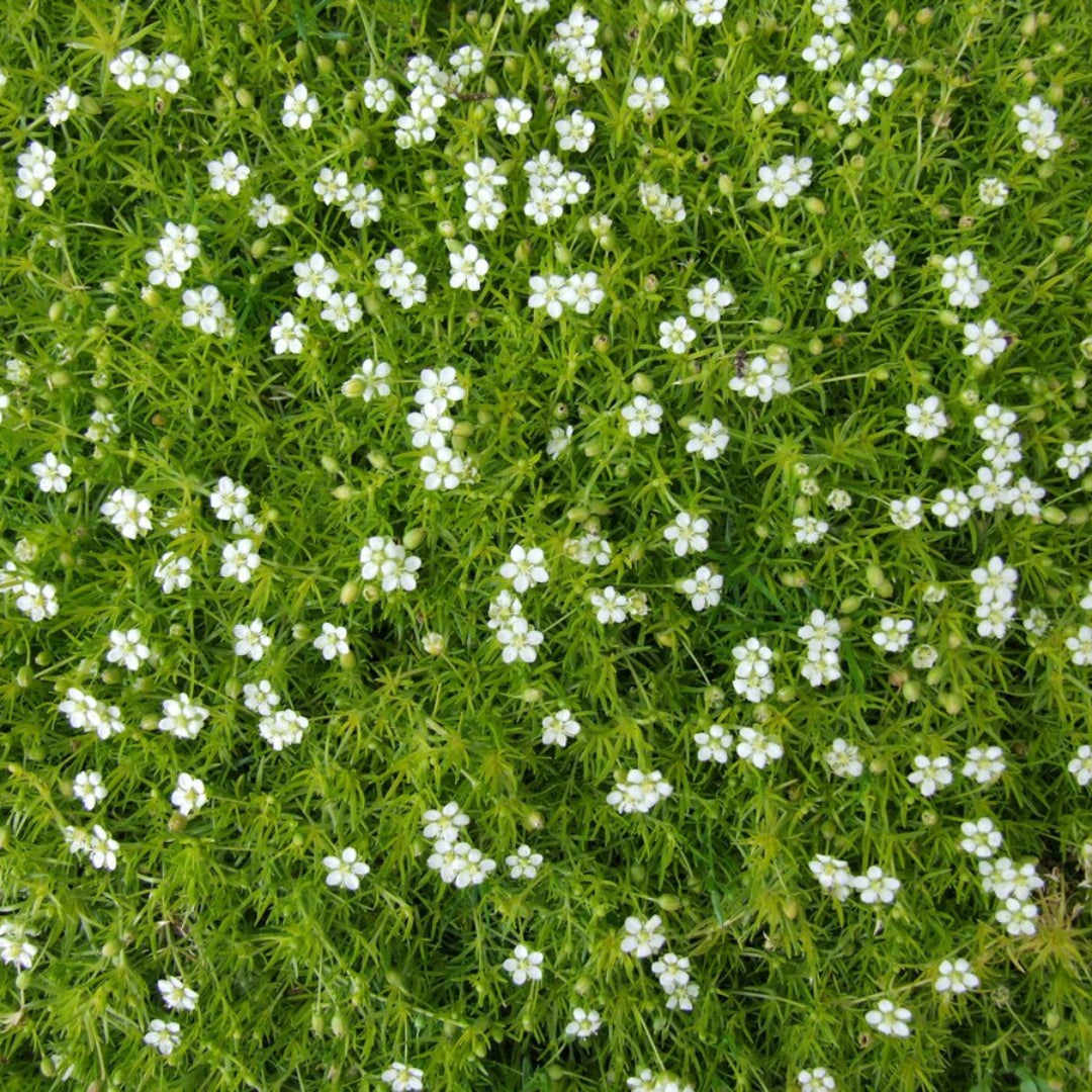 Irish Moss Sagina Subulata hardy outdoor ground cover plant