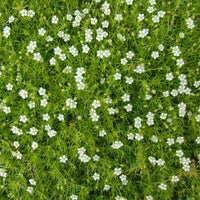 Irish Moss Sagina Subulata hardy outdoor ground cover plant