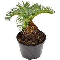 Sago Palm Tree