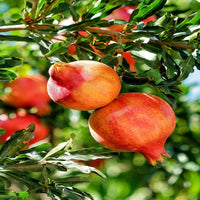 Salavatski Pomegranate fruit packaging or harvesting view