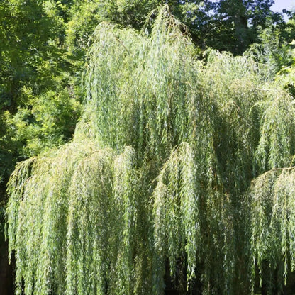 Salix babylonica tree with graceful cascading limbs