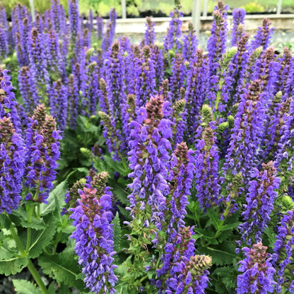 Salvia nemorosa Sallyrosa &