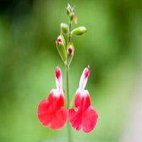 Salvia microphyla 'Hot Lips' - [EG]
