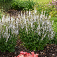 Salvia nemorosa 'White Profusion' - [EG]