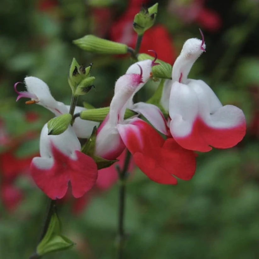Salvia microphyla &