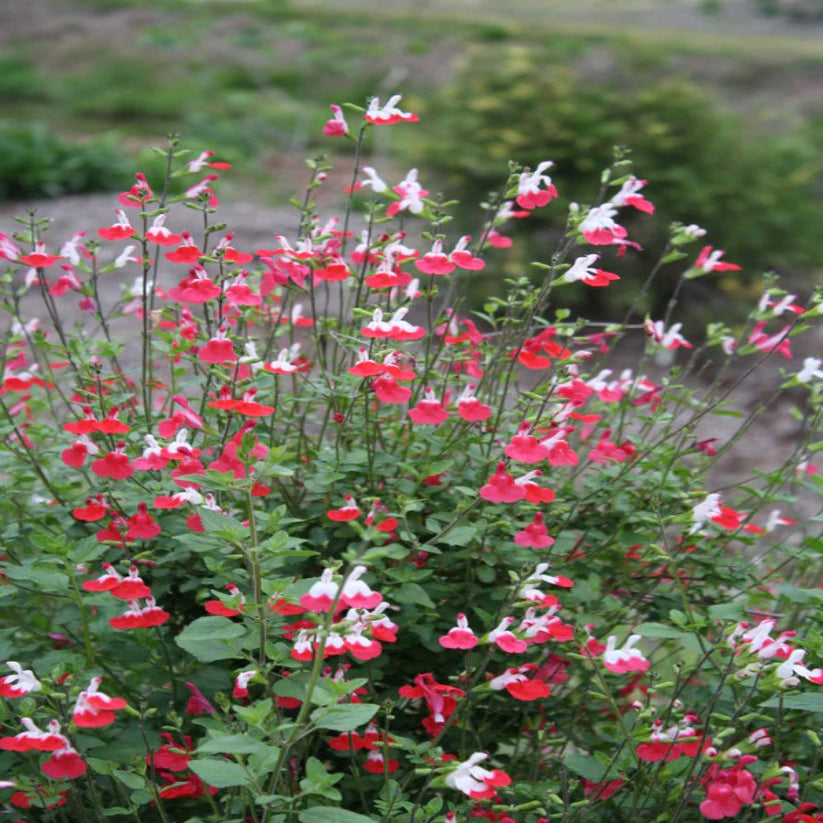 Salvia microphyla &