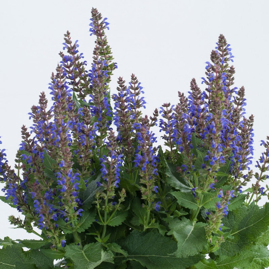 Salvia nemorosa Sallyrosa &