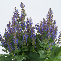 Salvia nemorosa Sallyrosa 'April Night' - [EG]