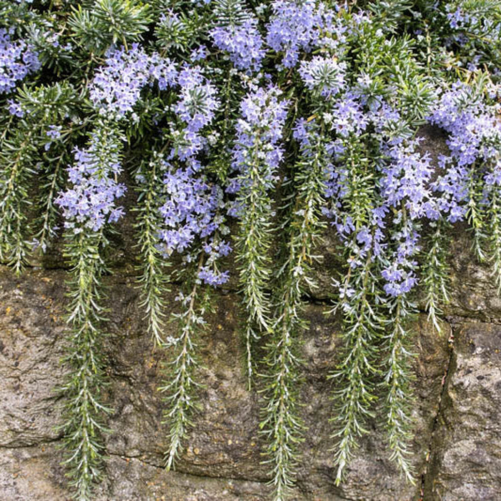 Rosmarinus officinalis &