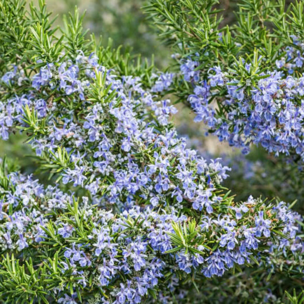Rosmarinus officinalis &