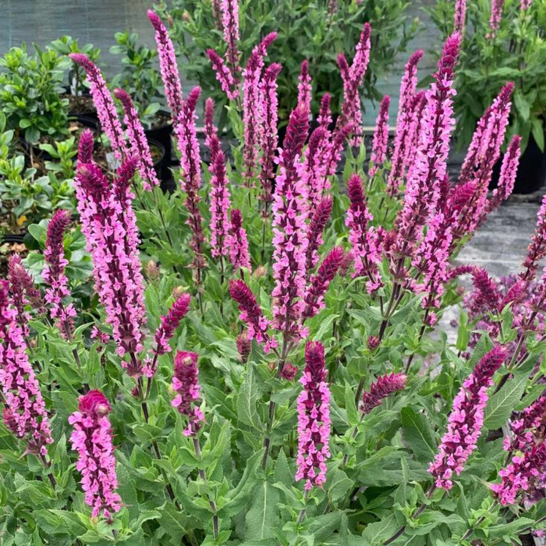 Salvia nemorosa &