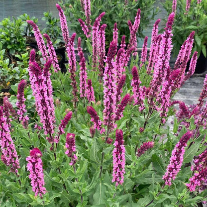 Salvia nemorosa &