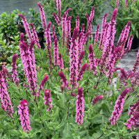 Salvia nemorosa 'Pink Profusion'