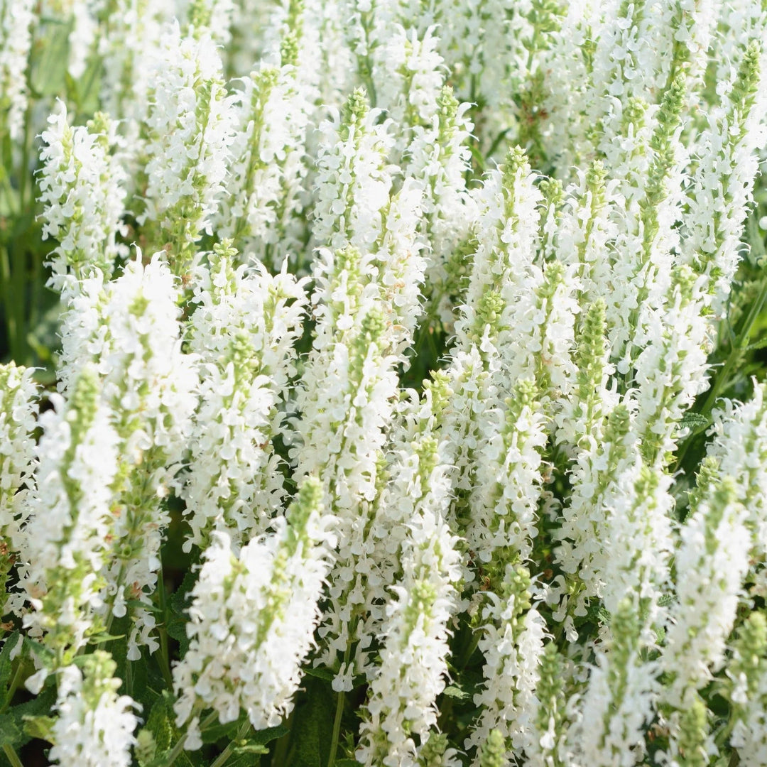Salvia nemorosa &