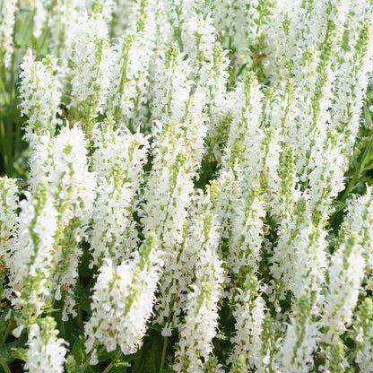 Salvia nemorosa &